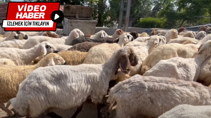 Ağıl ve ahırlarda ücretsiz dış parazit ilaçlama çalışmalarımızı gerçekleştirdik